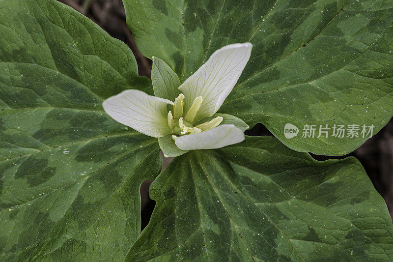 albidum，又名giant white wakerobin, white toadshade, sweet Trillium，是黑花科的一种开花植物。甜面包岭州立公园;加州索诺玛县的马亚卡玛斯山脉。